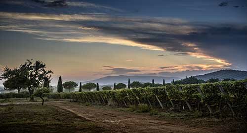 Tenuta Monteverro, alla scoperta di una cantina d'eccellenza immersa nel verde della bassa Toscana