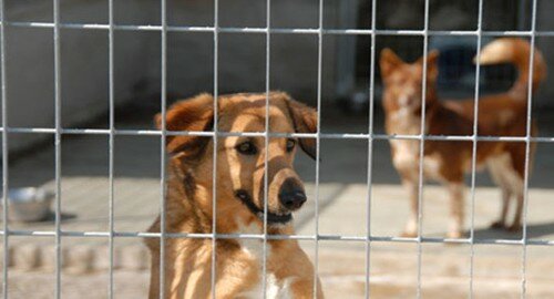 Lotta al randagismo, in piazza Aldo Moro applicati 47 microchip Lotta al randagismo, in piazza Aldo Moro applicati 47 microchip