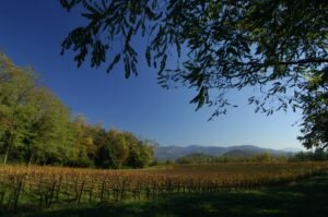 2-franciacortaautunno-300x199-448289609.jpg 2-franciacortaautunno-300x199-448289609.jpg