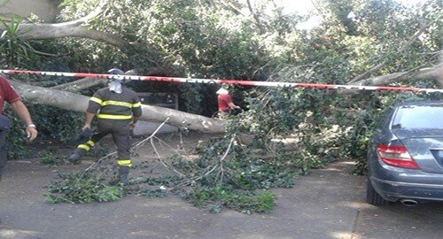 "Caduta rami e rischio strage in via Sebastiano Catania", disgrazia sfiorata nel pomeriggio ed ennesima richiesta del consigliere comunale Sebastiano Anastasi "Caduta rami e rischio strage in via Sebastiano Catania", disgrazia sfiorata nel pomeriggio ed ennesima richiesta del consigliere comunale Sebastiano Anastasi