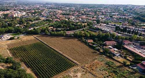 In Sicilia "La Vigna del Gallo" di Palermo e l&rsquo;"Etna Urban Winery" di Catania&nbsp;nel network dell'Urban Vineyard Association,&nbsp;rete di valorizzazione delle vigne urbane