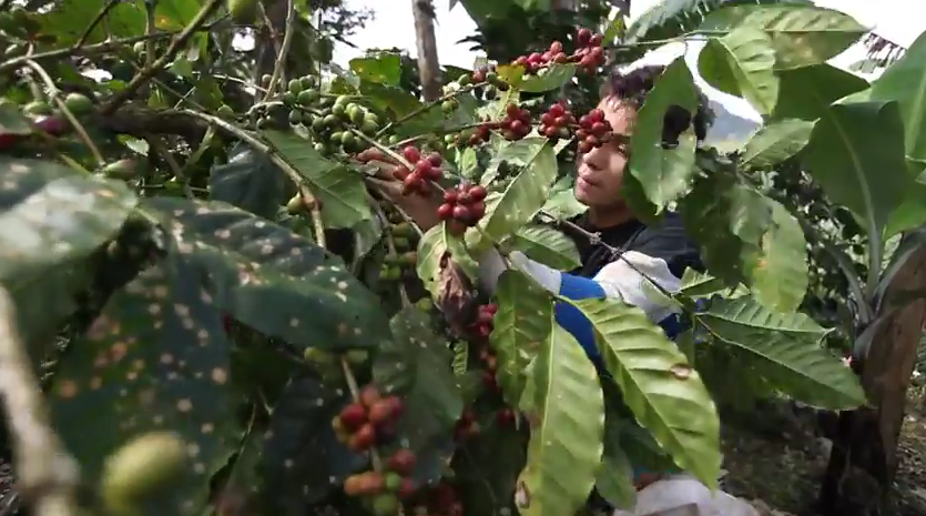 Perch&egrave; quando bevi un caff&egrave; Fairtrade aiuti persone e ambiente