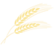 imgi_16_spighe-grano-png_1