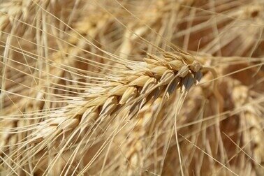 imgi_3_agriculture-close-up-crop-field-plant-wheat-1142033.jpeg