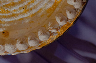 596-dsc_1862.jpeg 596-dsc_1862.jpeg