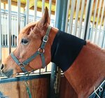 horse-100-neoprene-snood-professional-sweat-wrap