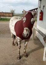 under-rug-anti-abrasion-for-horsesponies-with-hood