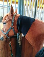 horse-100-neoprene-snood-professional-sweat-wrap