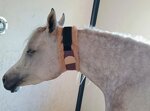 horse-fleece-snood-thermal-neck-warmer