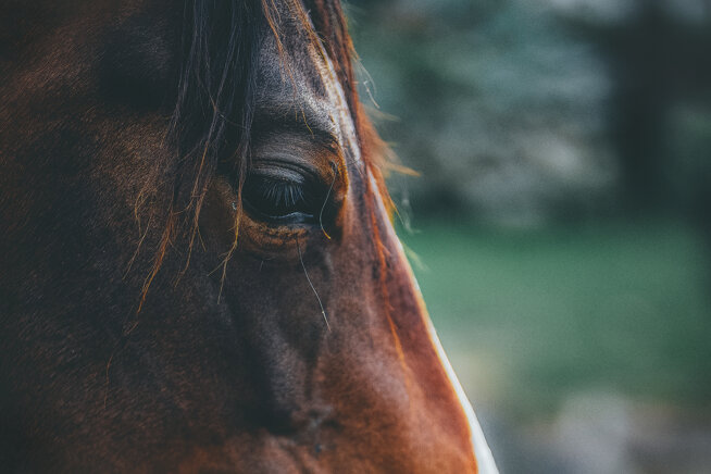 brown-horse-close-up.jpeg