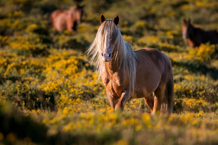brown-chincoteague-pony-field-covered-greenery-sunlight.jpeg