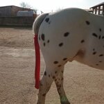 tail-bag-in-lycra-fabric-one-piece-or-patchwork