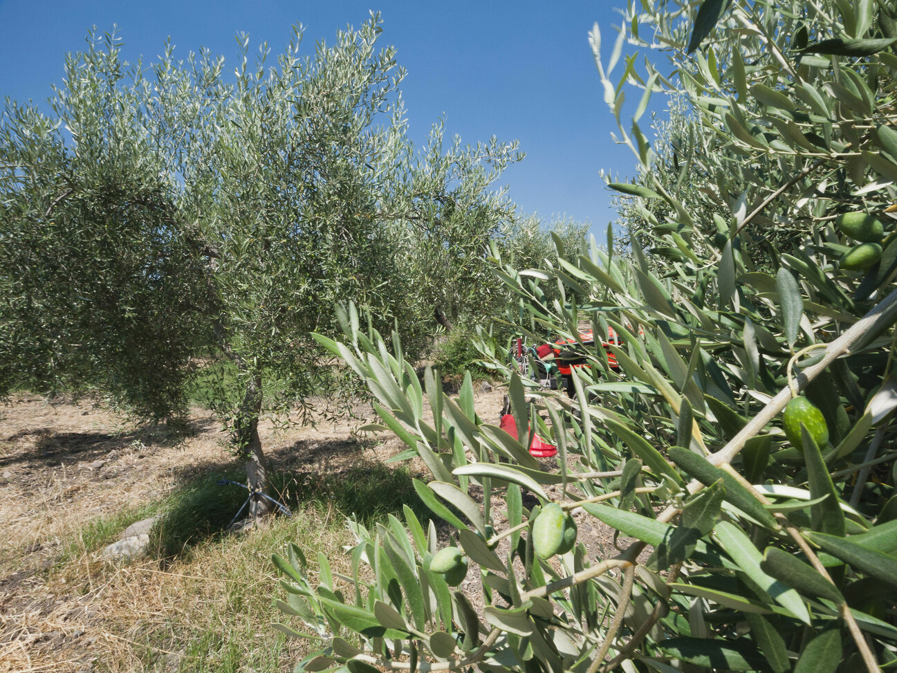 _1060203.jpeg _1060203.jpeg