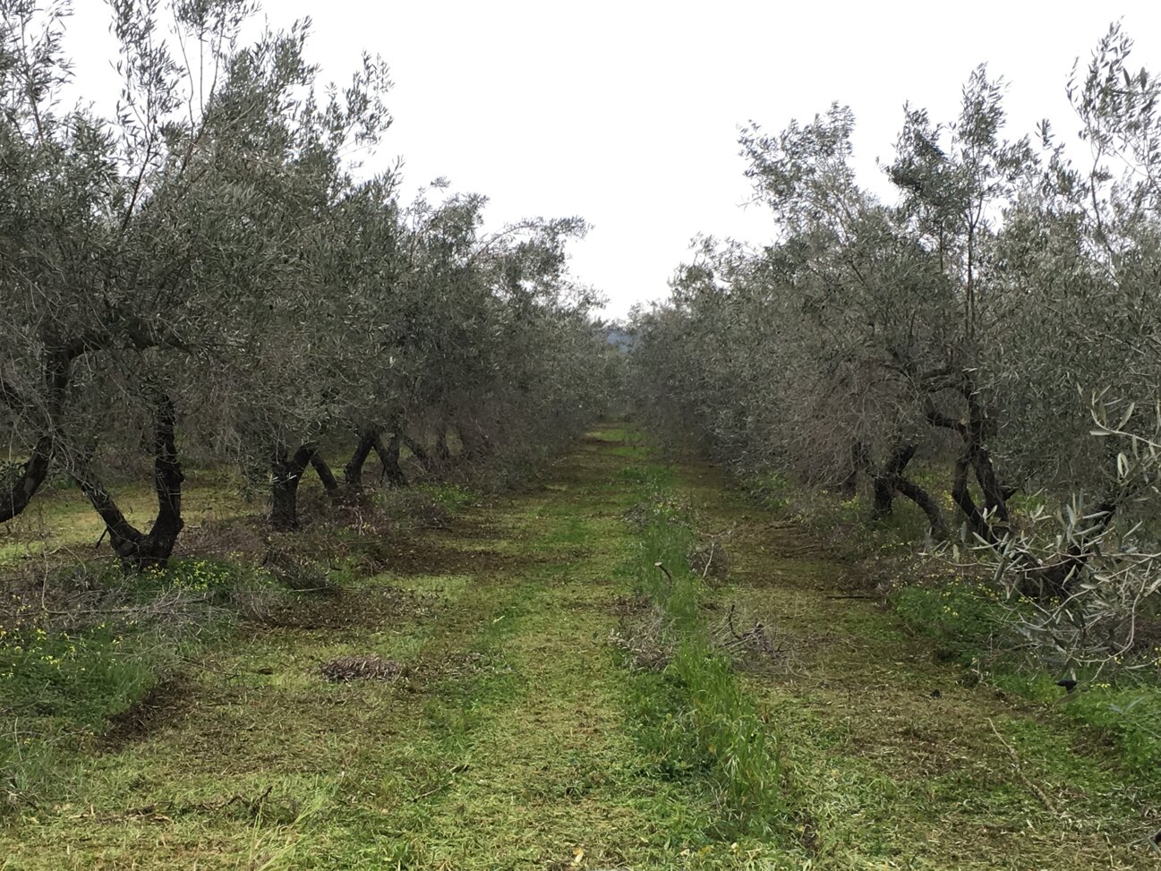 img_3550.jpeg img_3550.jpeg