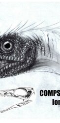  2001 Compsognathus, matita