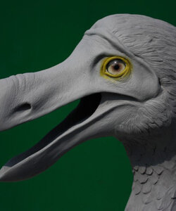 RAPHUS cucullatus (DODO) Follow the link to the full album