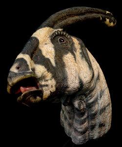 PARASAUROLOPHUS walkeri Follow the link to the full album