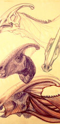 2005 testa di Parasaurolophus, schizzi rapidi a penna