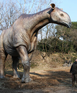 INDRICOTHERIUM transouralicum Follow the link to the full album