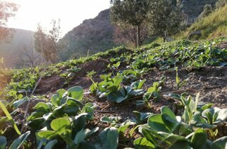 favino a campo aperto