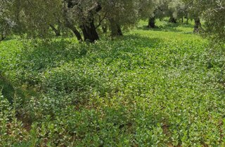 semina favino uliveto