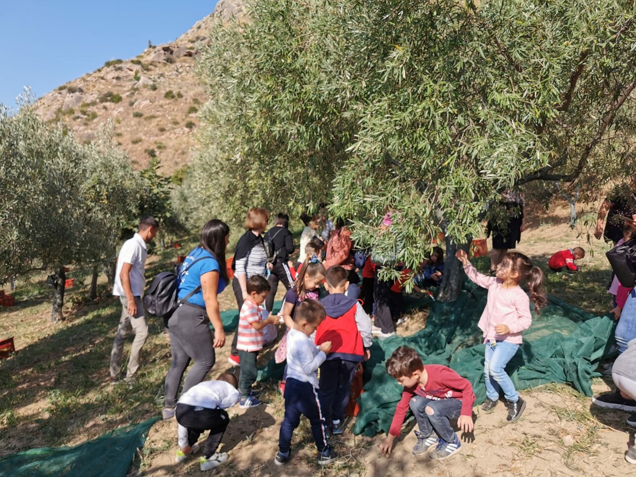 didattica nell'uliveto