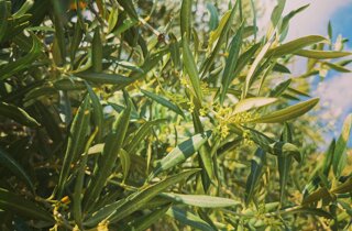 fiori albero di ulivo