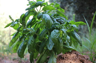 basilico