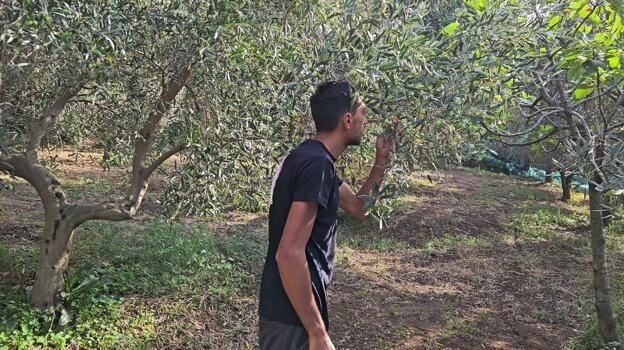 Io che guardo l'albero di olive