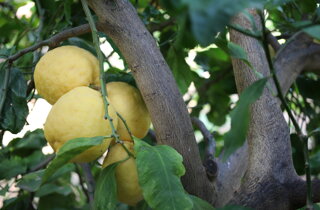 limoni