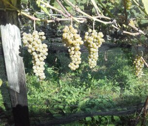 Uva bianca Val di Non