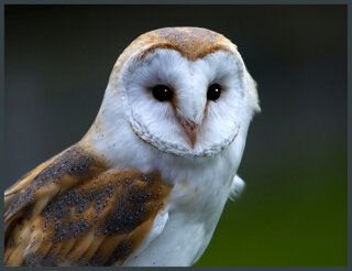 ed3052fc9f2ad7baf2e06c9c3cf60784d4fb0197