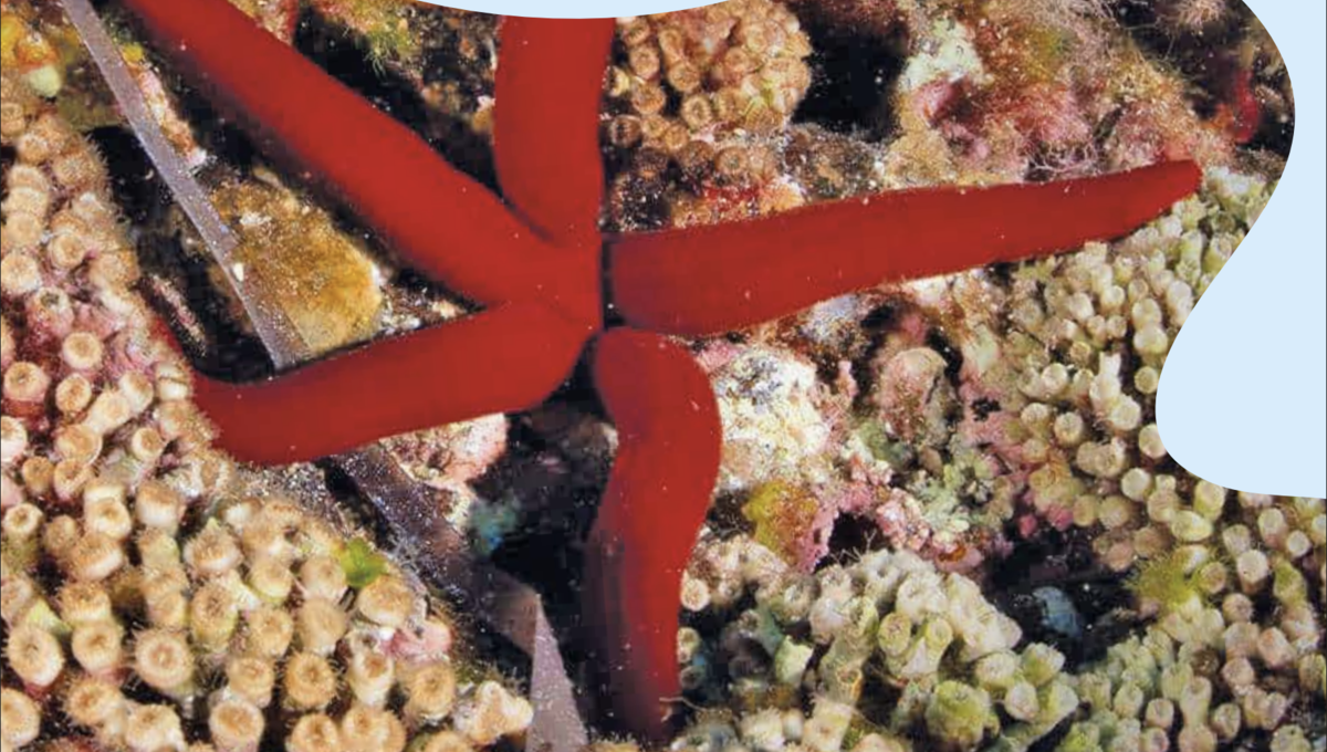 Dai cetacei al biofouling: a Ustica la Summer School che lavora sul mare Dai cetacei al biofouling: a Ustica la Summer School che lavora sul mare