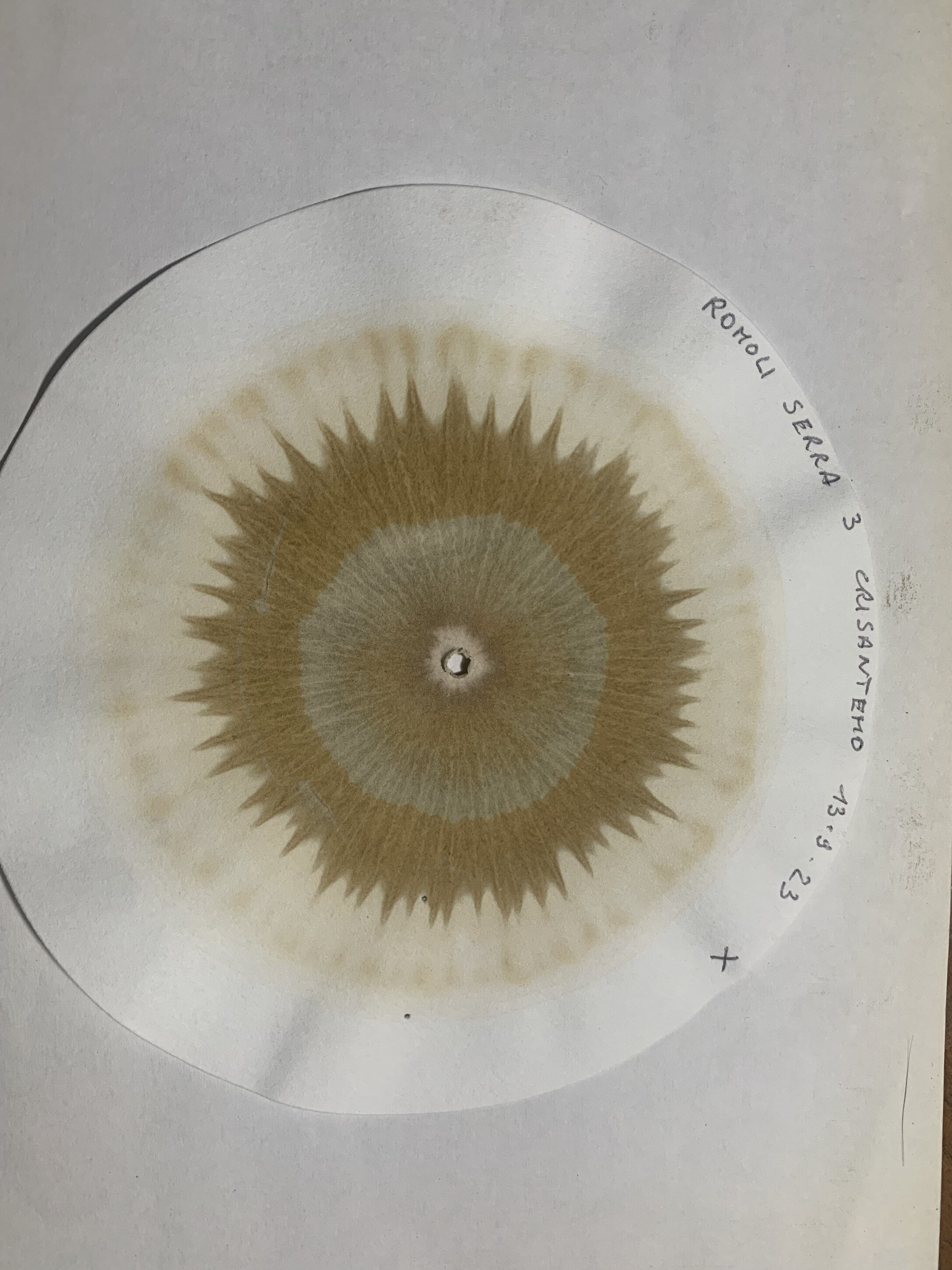 La Cromatografia circolare su carta