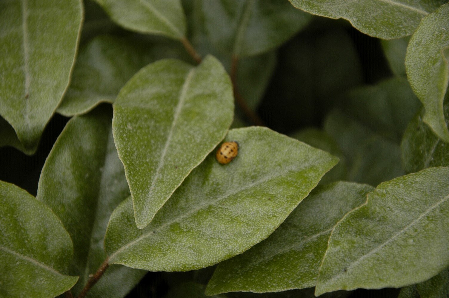 Concetto di malattia