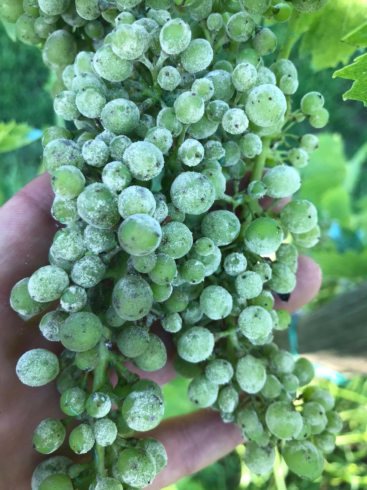 Uso delle clinoptiloliti in agricoltura