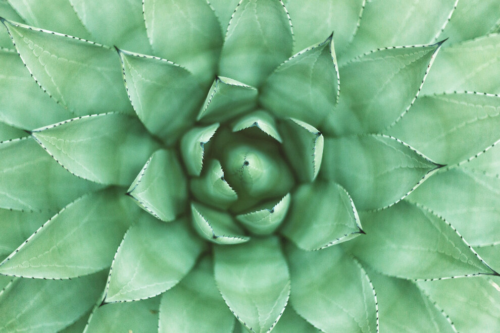 Fertilizzanti per agricoltura biologica