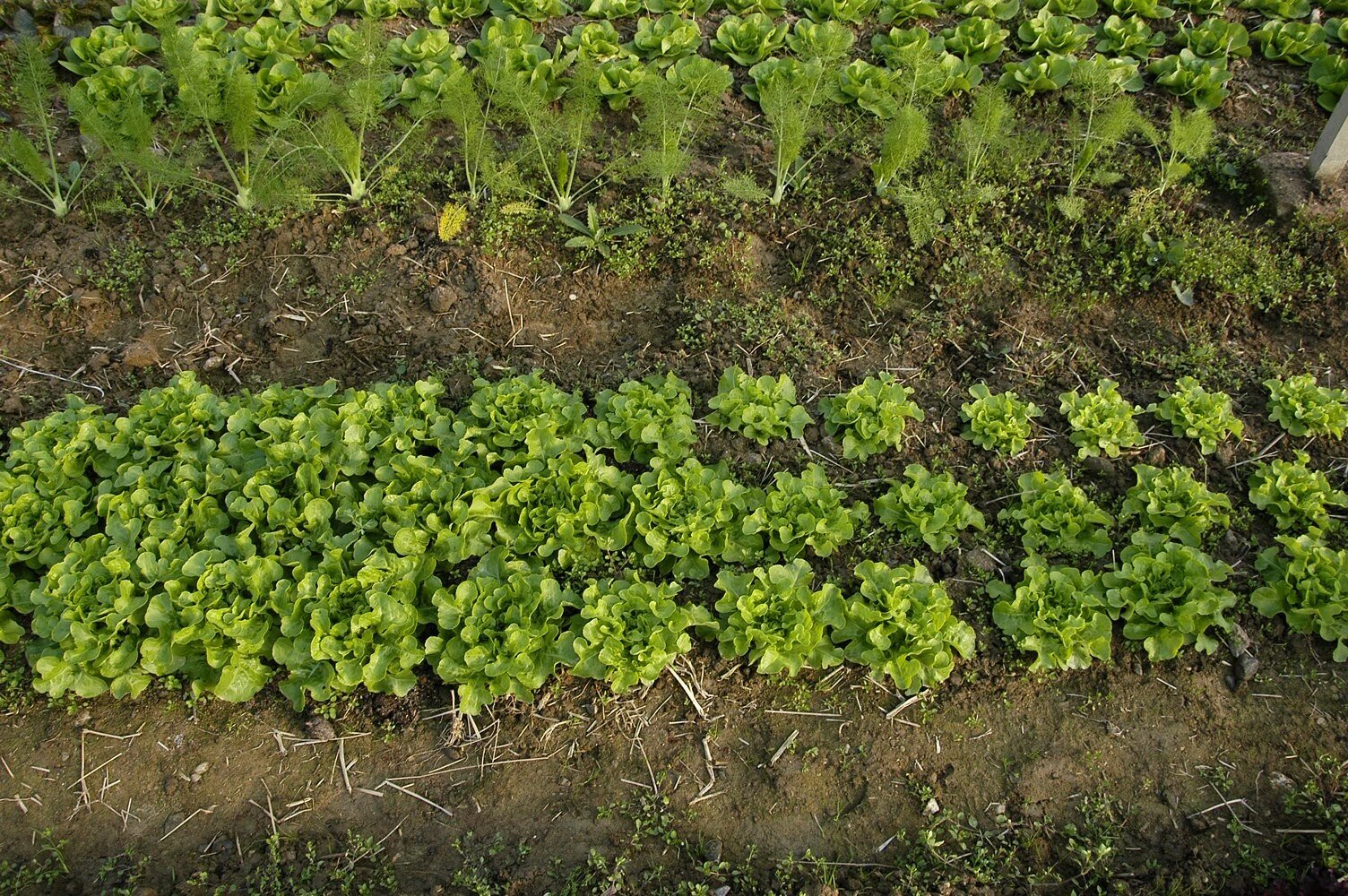 COMBINAZIONE BIO-SELETTIVA, APPLICATA IN LIGURIA DAL SIG. GIOVANNI CON SUCCESSO!!