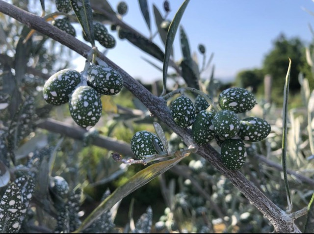 Clinoptilolite e controllo delle mosca olearia