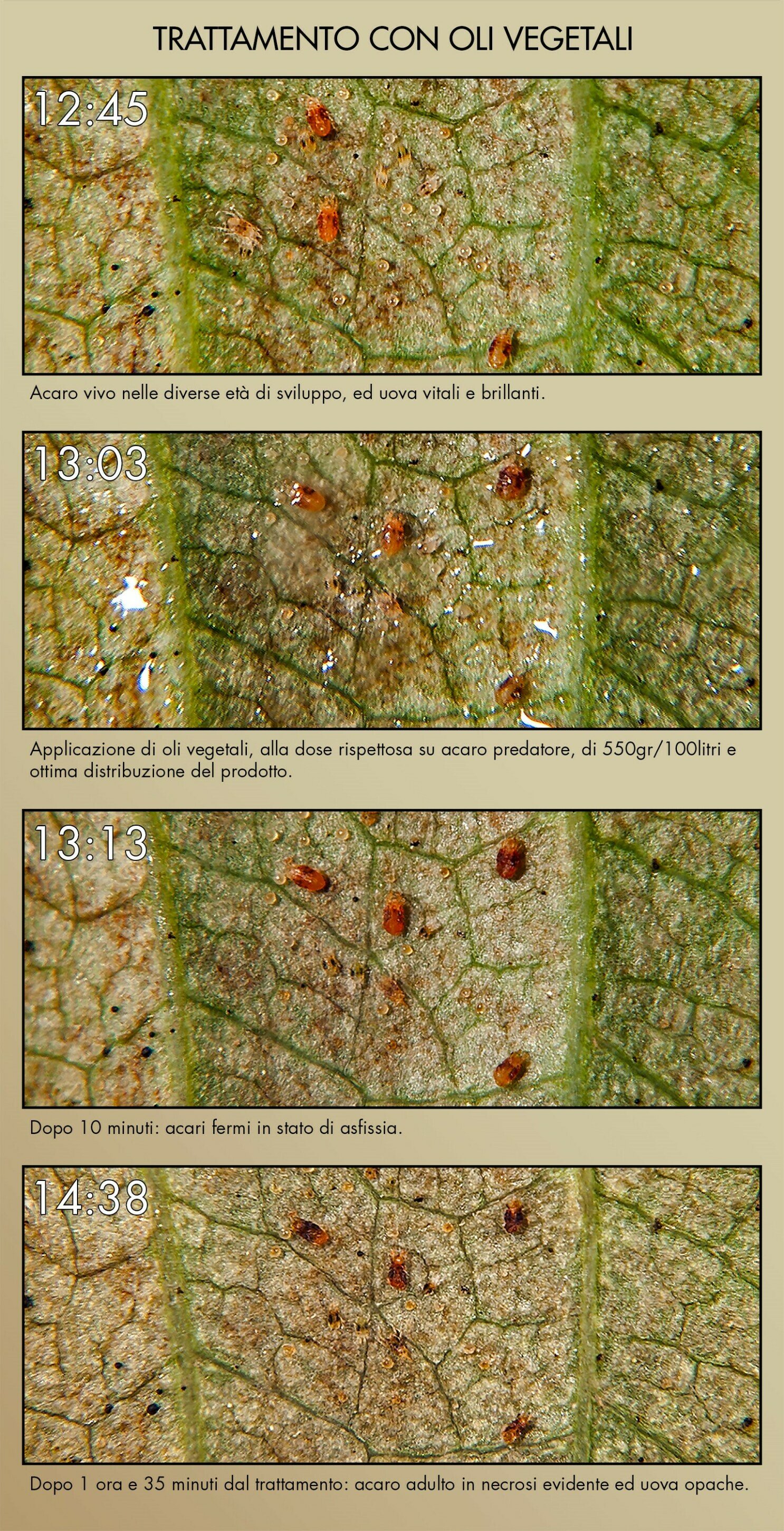 Azione istantanea oli vegetali su acaro