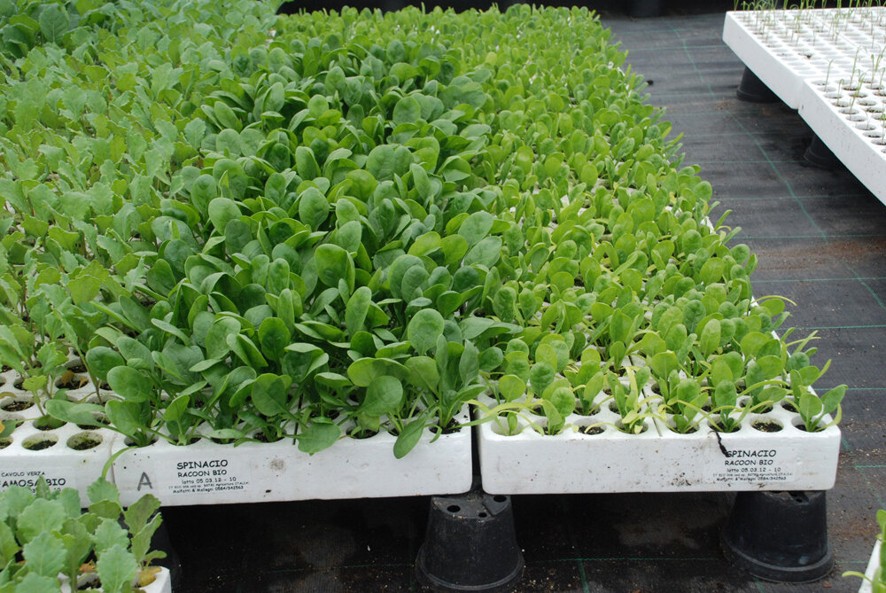 Test con "zeolite" e "Nutrien G".