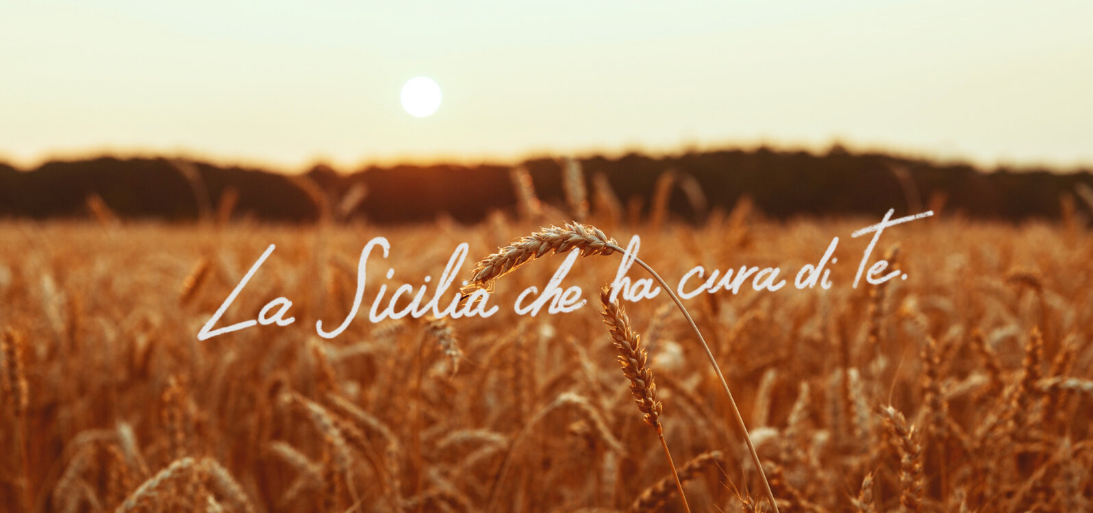 grano72_tavola disegno 1.jpeg