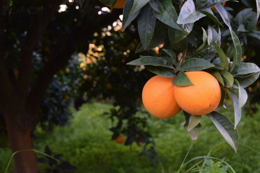 Sicilian oranges hanging from a tree in an organic orchard