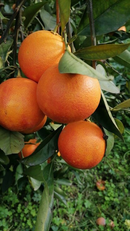 Organic Sicilian oranges on tree, showcasing authentic taste