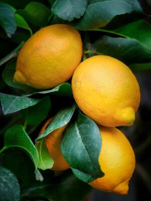 Limoni di Sicilia freschi