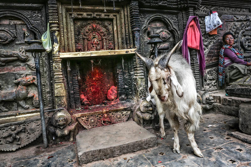 imgi_19_caprone-al-tempio_orig