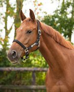 nylon-halter-qhp-cob-or-full