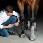 circulation-hoof-socks-incrediwear-equine