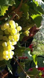 vivamus-white-igp-2023