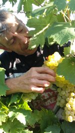 vivamus-white-igp-2023